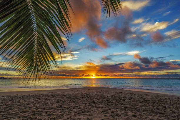 istock looking through palm leaf at sunset at anse georgette,praslin,seychelles 10 1081193550