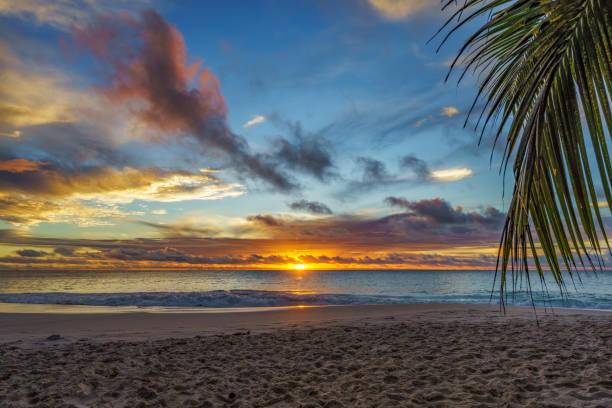 istock looking through palm leaf at sunset at anse georgette,praslin,seychelles 21 1081194780