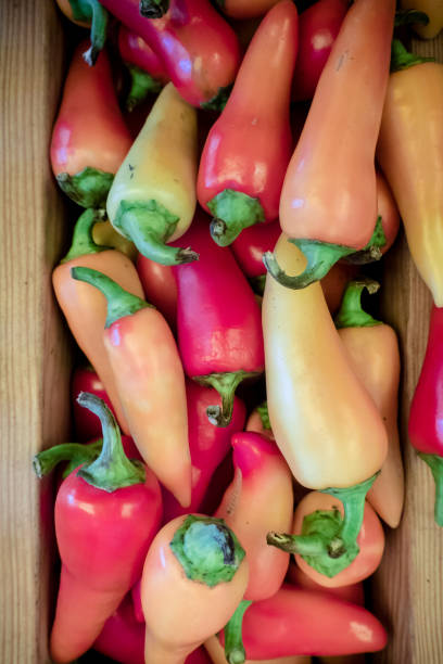 caribbean pepper hot caribe peppers are in a pile orange piranha stock pictures, royalty-free photos & images