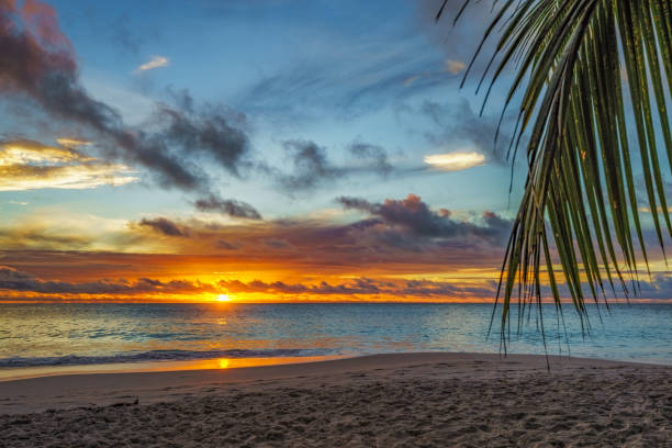 istock looking through palm leaf at sunset at anse georgette,praslin,seychelles 24 1081197930