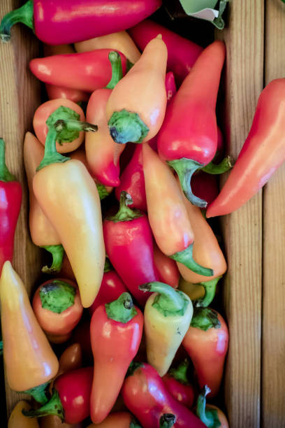 caribbean pepper hot caribe peppers are in a pile orange piranha stock pictures, royalty-free photos & images