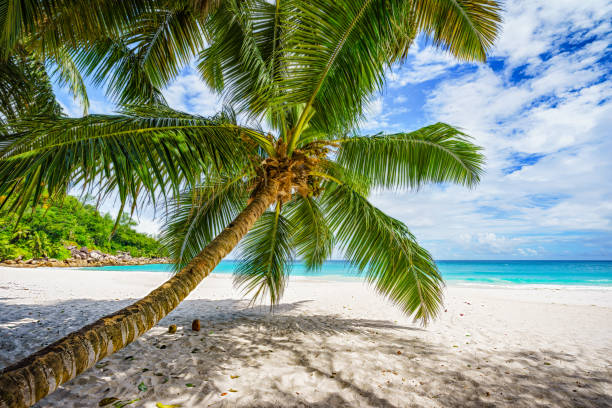 istock Palm tree,white sand,turquoise water at tropical beach,paradise at seychelles 3 1081198206