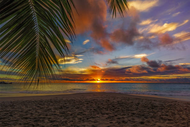 istock looking through palm leaf at sunset at anse georgette,praslin,seychelles 10 1081198416