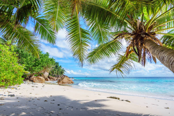 istock Palm trees on paradise beach at anse patates, la digue, seychelles 3 1081199780