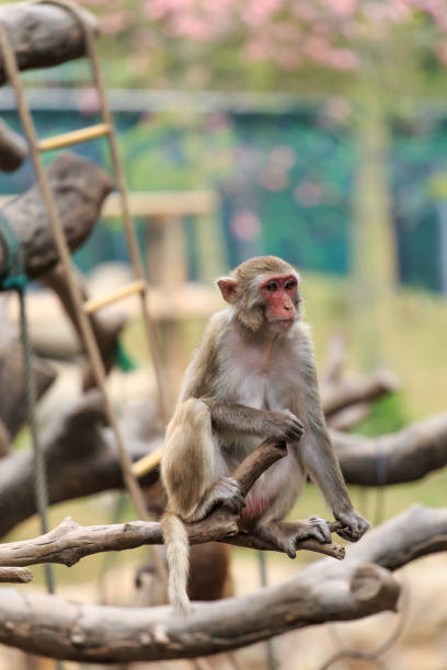istock Monkeys in the zoo 1081199830