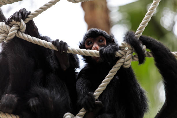 istock Monkeys in the zoo 1081199832