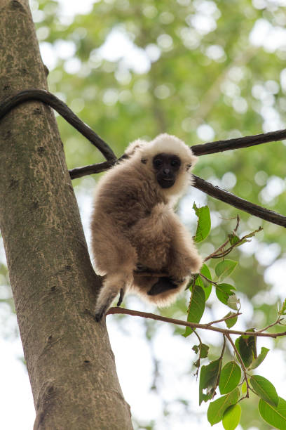 istock Monkeys in the zoo 1081201346