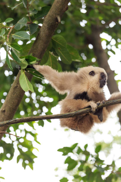 istock Monkeys in the zoo 1081201348