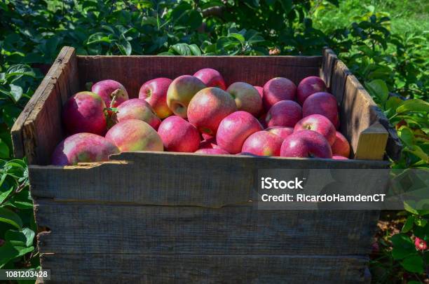 Box Of Apples 4 At Farm Stock Photo - Download Image Now - Agricultural Field, Apple - Fruit, Box - Container
