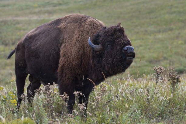 Bison Bull exhibiting Flehmen Response, Tallgrass Prairie Preserve, OK stock photo