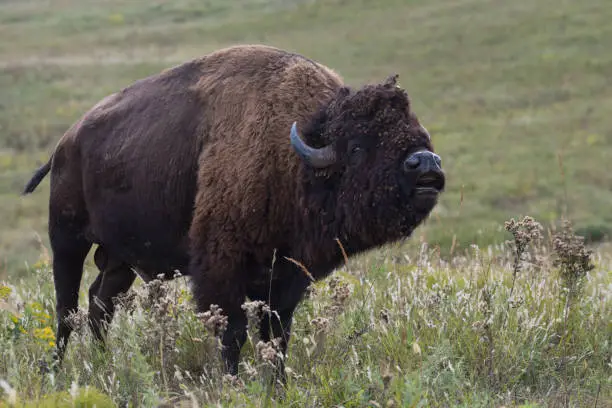 This bison bull was photographed exhibiting the Flehmen Response, in late September, at the Tallgrass Prairie Preserve in Oklahoma.