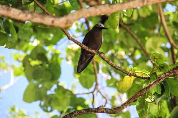 a bird searches for food in southern Africa