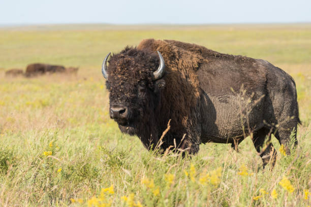 istock Bison Bull, Tallgrass Prairie Preserve, OK 1081208956