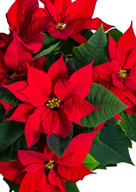 Photo of Poinsettia Christmas Flower on white