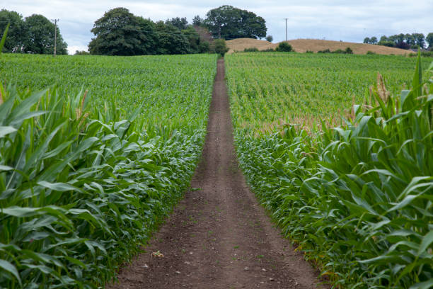 Maize Field - corn crop in rows in a farmer’s field