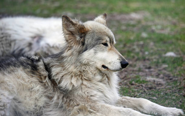 Young wolfdog Yamnuska Wolfdog Sanctuary, Alberta, Canada cochrane alberta photos stock pictures, royalty-free photos & images