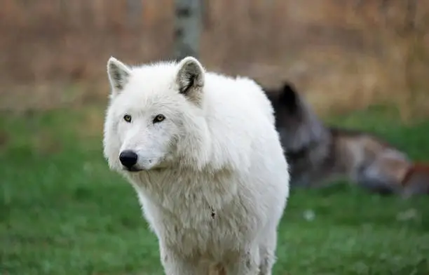 Photo of Arctic wolfdog portrait