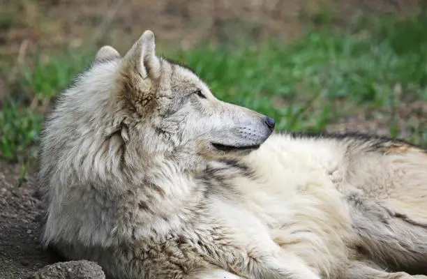 Photo of Cute wolfdog