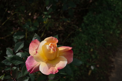 Flower of Rose