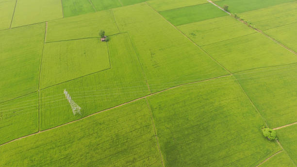 istock The beautiful landscape of rice fields 1081224584