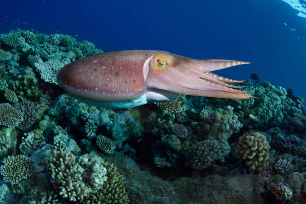 istock Broadclub Cuttlefish, Rowley Shoals, Western Australia 1081225274