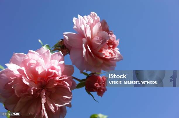 Rose Anne Boleyn Light Pink Stock Photo - Download Image Now - Autumn, Beauty, Beauty In Nature