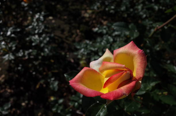 istock Rose 'Asagumo' - Light Pink and Cream 1081229180