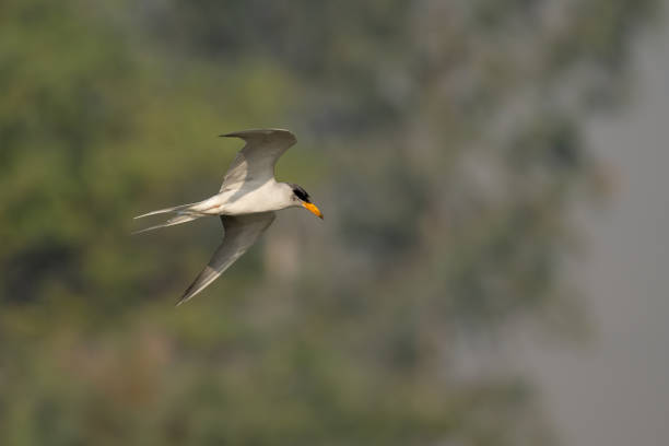 istock river tern flying over water body searching for food 1081231138