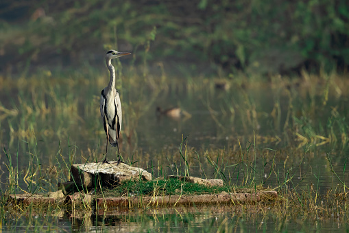 gray heron in water body