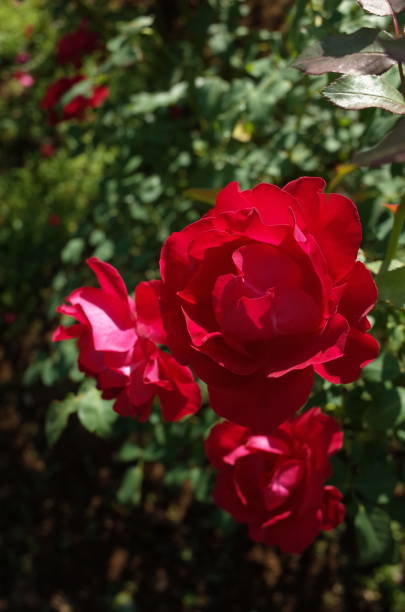 istock Rose 'Baby Blaze' - Red 1081235906