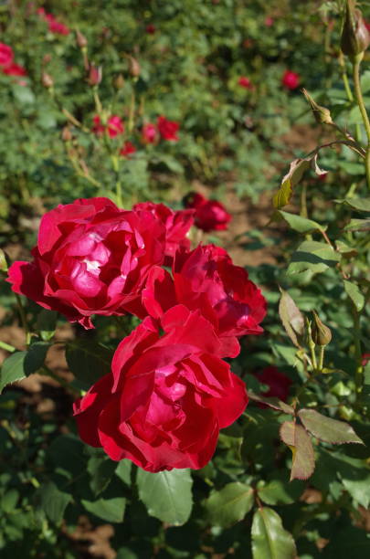 istock Rose 'Baby Blaze' - Red 1081235936