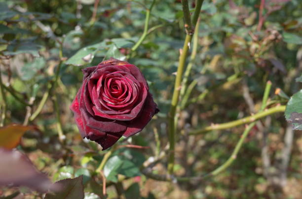 Rose 'Black Baccara' - Dark Red stock photo