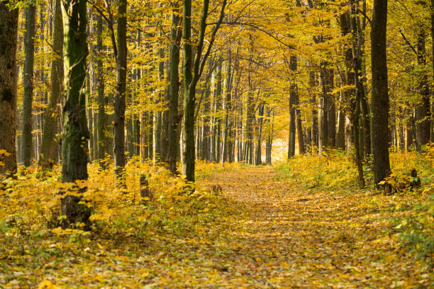 istock Golden autumnal forest with sunbeams 1081246958