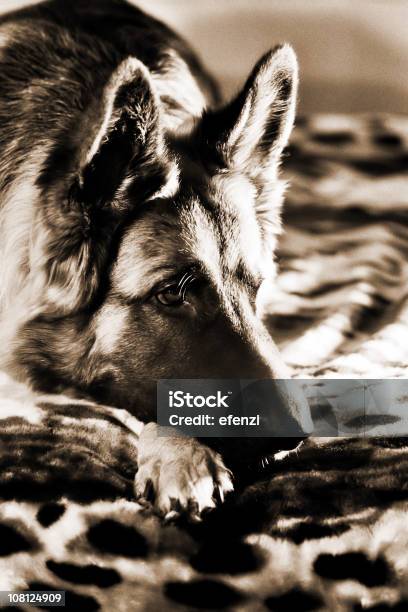 Retrato De Alemán Shepard Acostado Sepia Foto de stock y más banco de imágenes de Acostado - Acostado, Alemania, Animal