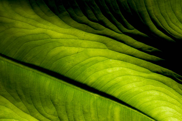 istock Close-up of Green Leaf 108124947