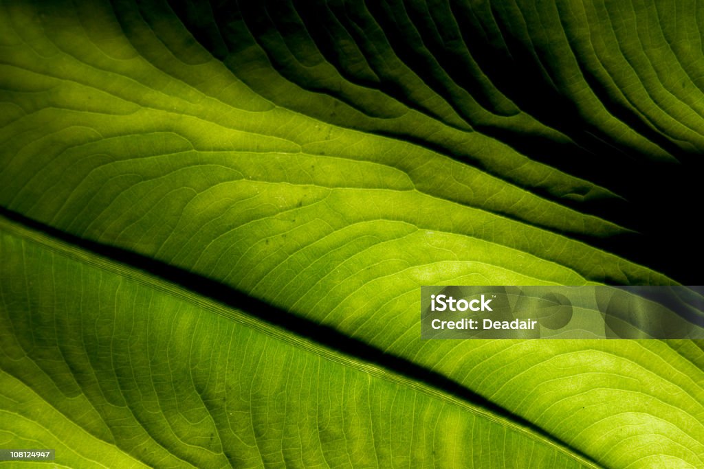 Зеленый лист Макро - Стоковые фото Зелёный цвет роялти-фри
