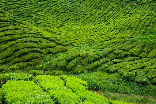 Tea Gardens at Munnar, Kerala, India