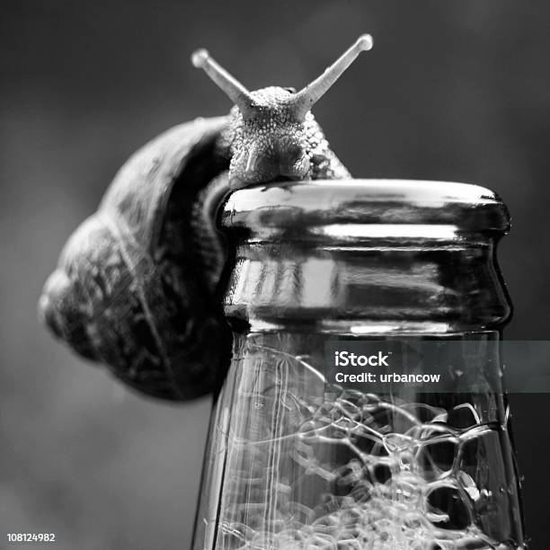 Atrapado Con Las Manos En La Masa Foto de stock y más banco de imágenes de Caracol - Caracol, Blanco y negro, Botella de cerveza