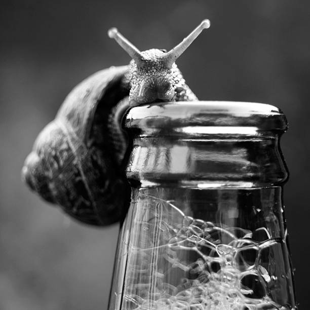 現行犯 - beer beer bottle snail slow ストックフォトと画像