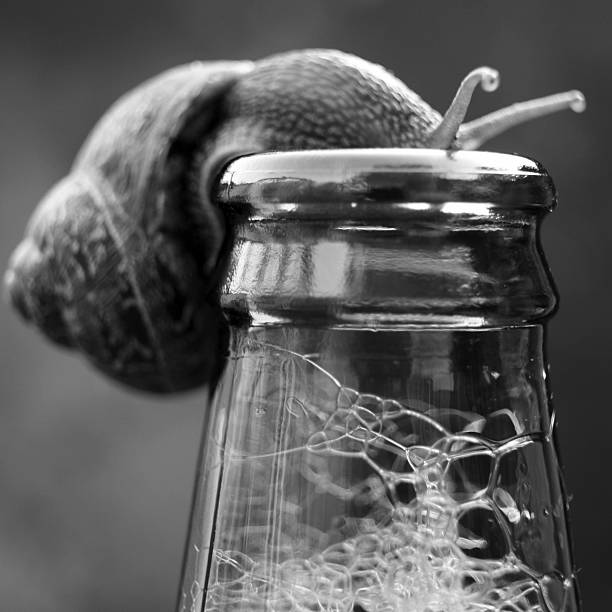 스네일 갖는 맥주 - beer beer bottle snail slow 뉴스 사진 이미지