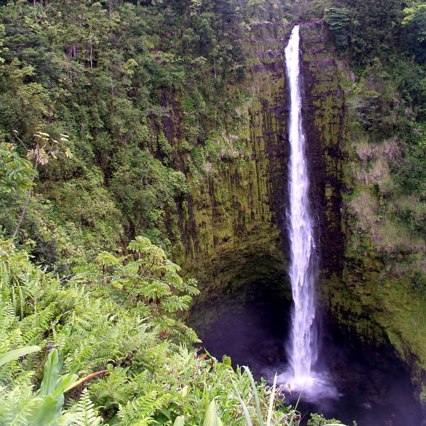 istock Akaka Falls Waterfall in Tropical Forest 108124990