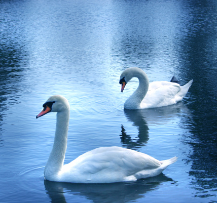 Two swans on the lake make a heart