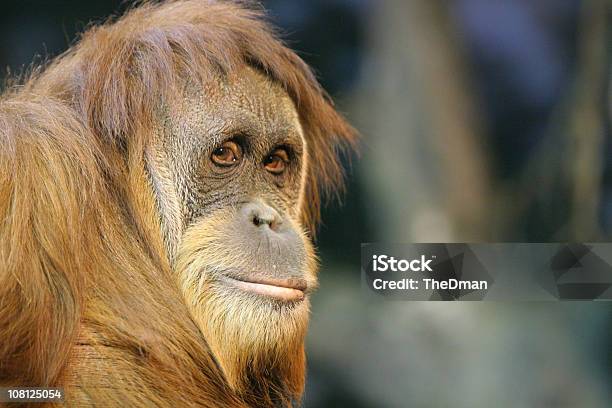 Orangutan Portret - zdjęcia stockowe i więcej obrazów Orangutan - Orangutan, Małpa człekokształtna, Smutek