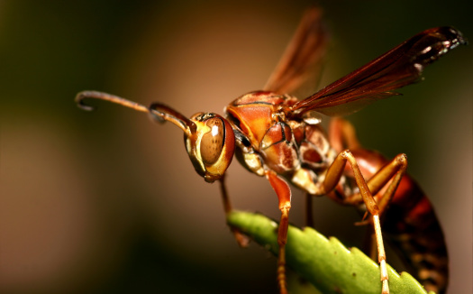 One of many annual cicadas in Northern America called Swamp Cicada or Morning Cicada, Neotibicen tibicen tibice.