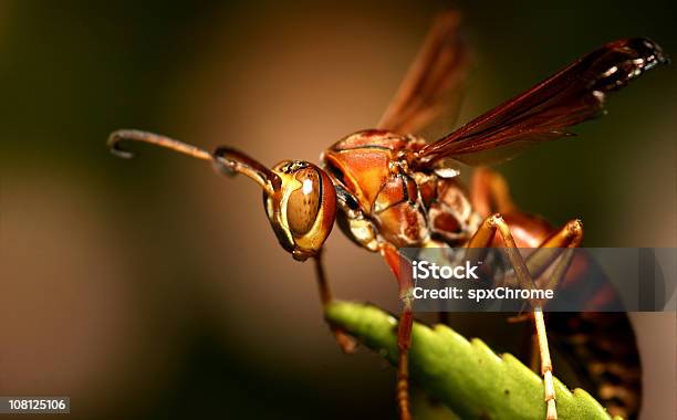 Wasp Macro Stock Photo - Download Image Now - Animal Antenna, Animal Themes, Animal Wildlife