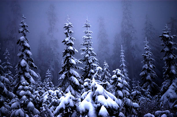 Fog and Snow Covering Pine Trees in Forest stock photo