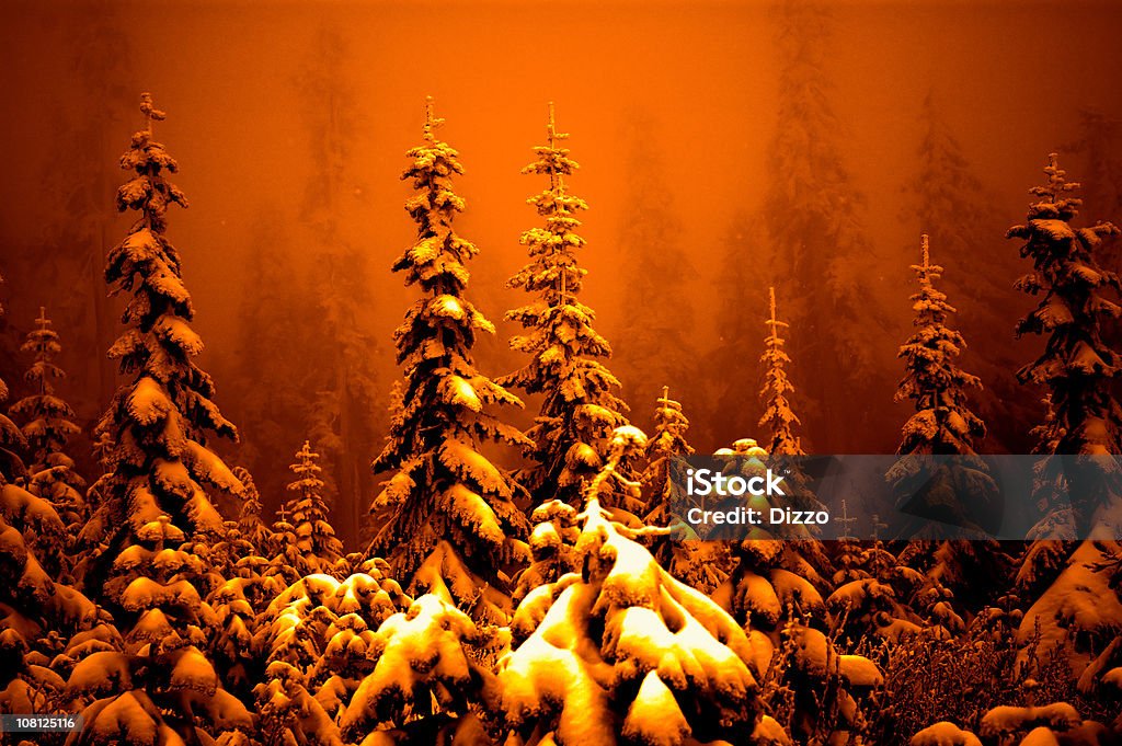 Fog and Snow Covering Pine Trees in Forest, Orange Toned  Blizzard Stock Photo