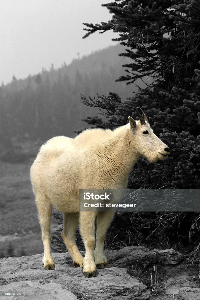 Capra delle nevi, Glacier National Park - Foto stock royalty-free di Albero