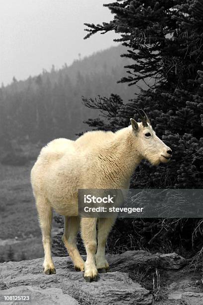 Cabra Da Montanha Parque Nacional Glacier - Fotografias de stock e mais imagens de Animal selvagem - Animal selvagem, Ao Ar Livre, Branco