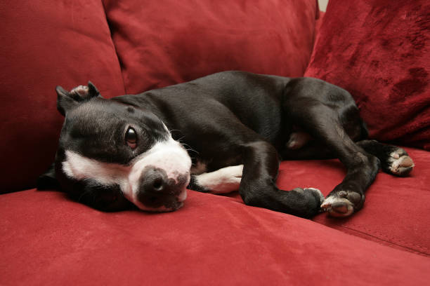 Excited Boston Terrier Sitting on White Background